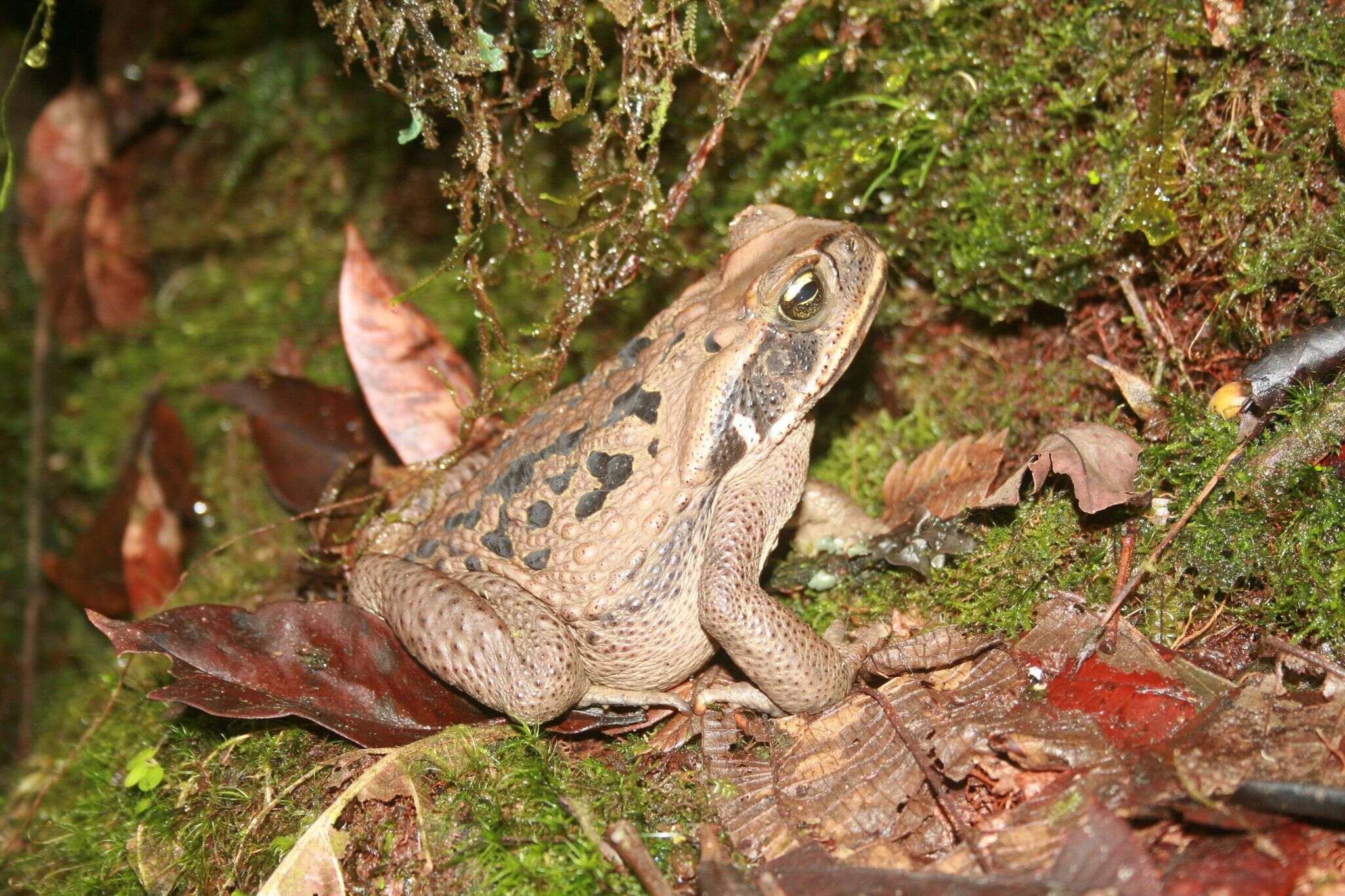 Rhinella poeppigii (Tschudi 1845)的圖片