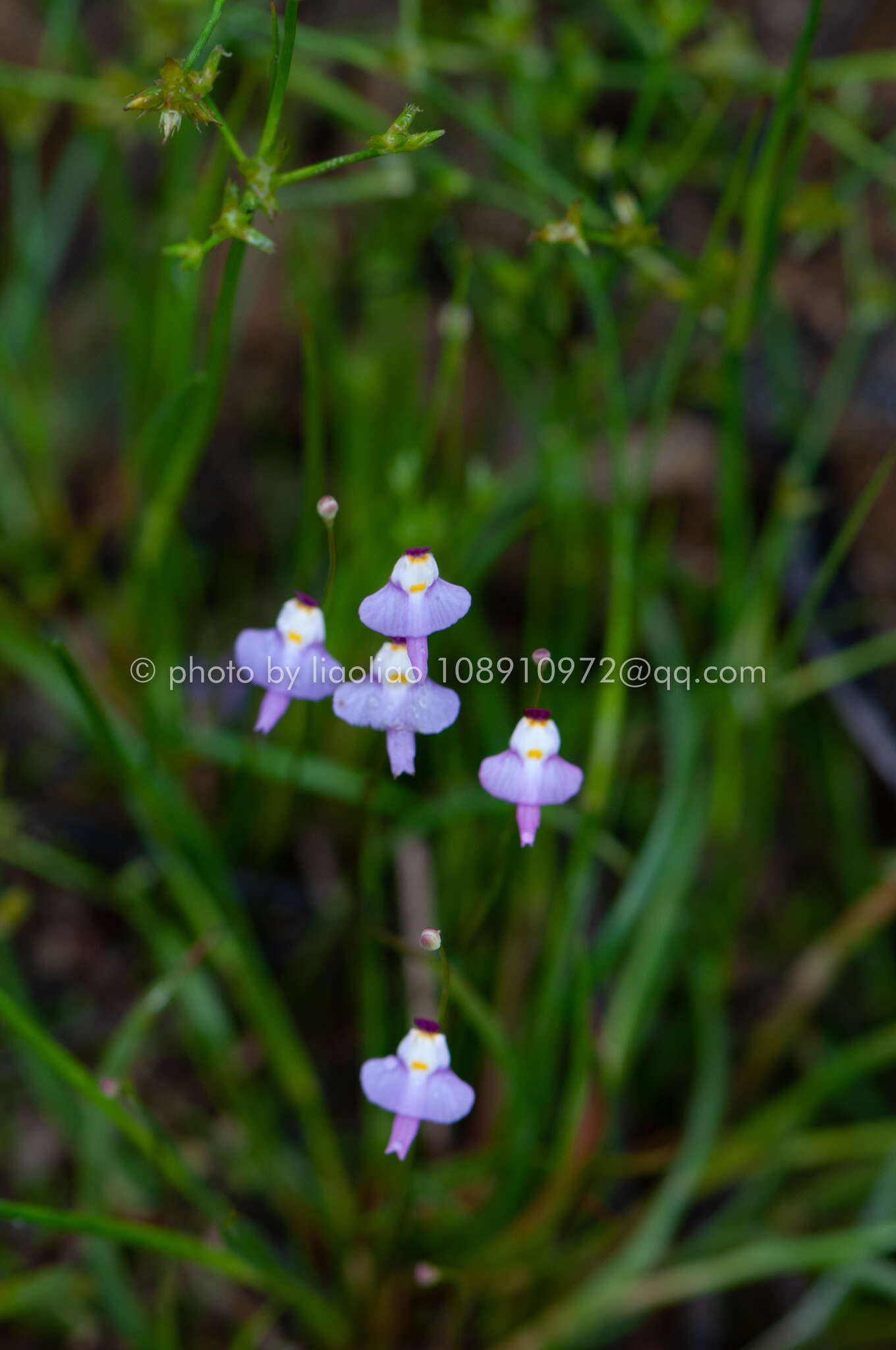 Image of Utricularia warburgii Goebel