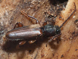 Image of Brown spruce longhorn beetle