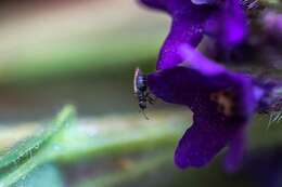 Image of Lace bug