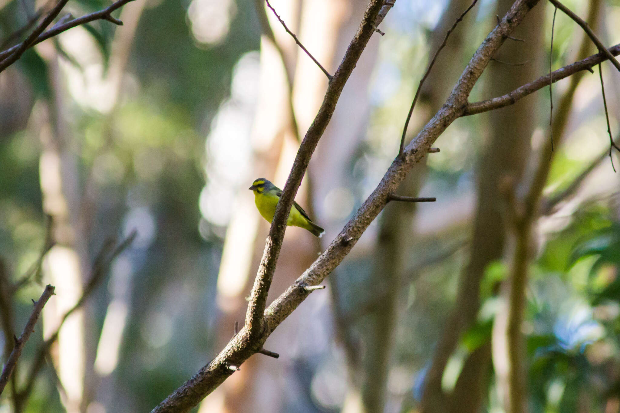 Image of Yellow-fronted Canary