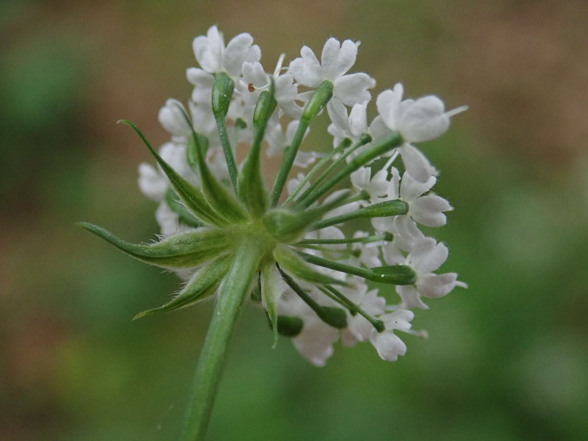 Image of Chaerophyllum hirsutum L.