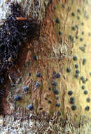 Image de Pyrenula dermatodes (Borrer) Schaer.