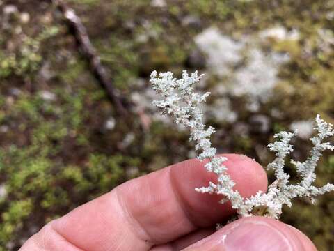 صورة Stereocaulon tomentosum Fr.