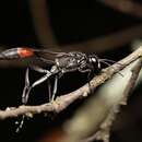 Imagem de Hoplammophila clypeata (Mocsáry 1883)