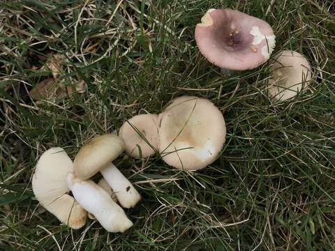 Imagem de Russula versicolor Jul. Schäff. 1931