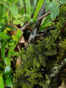 Image of Hymenophyllum dentatum Cav.