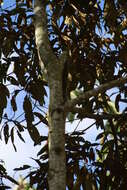 Image of Nectandra oppositifolia Nees & Mart. ex Nees