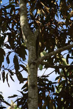 Image of Nectandra oppositifolia Nees & Mart. ex Nees