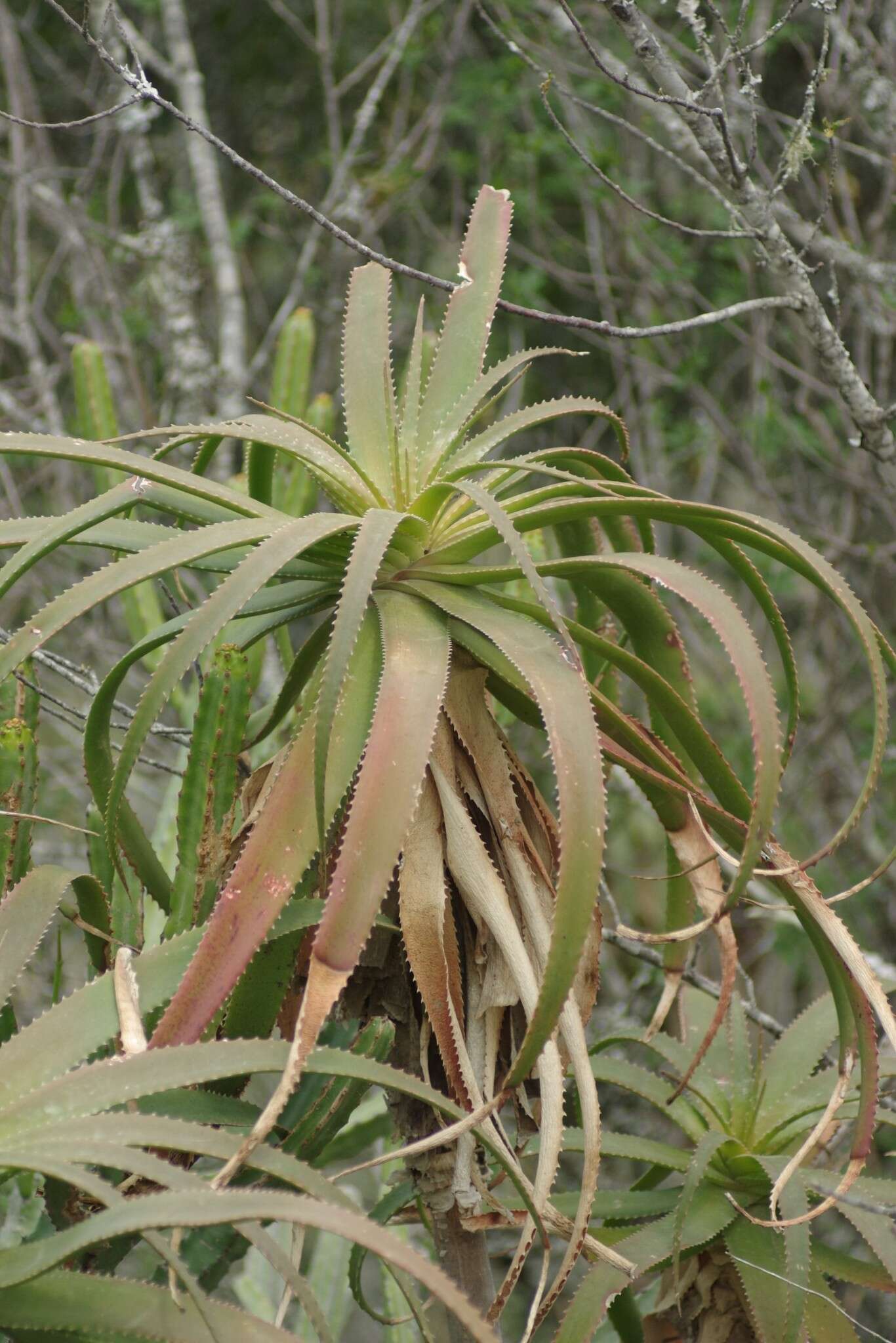 Image of Aloe pluridens Haw.