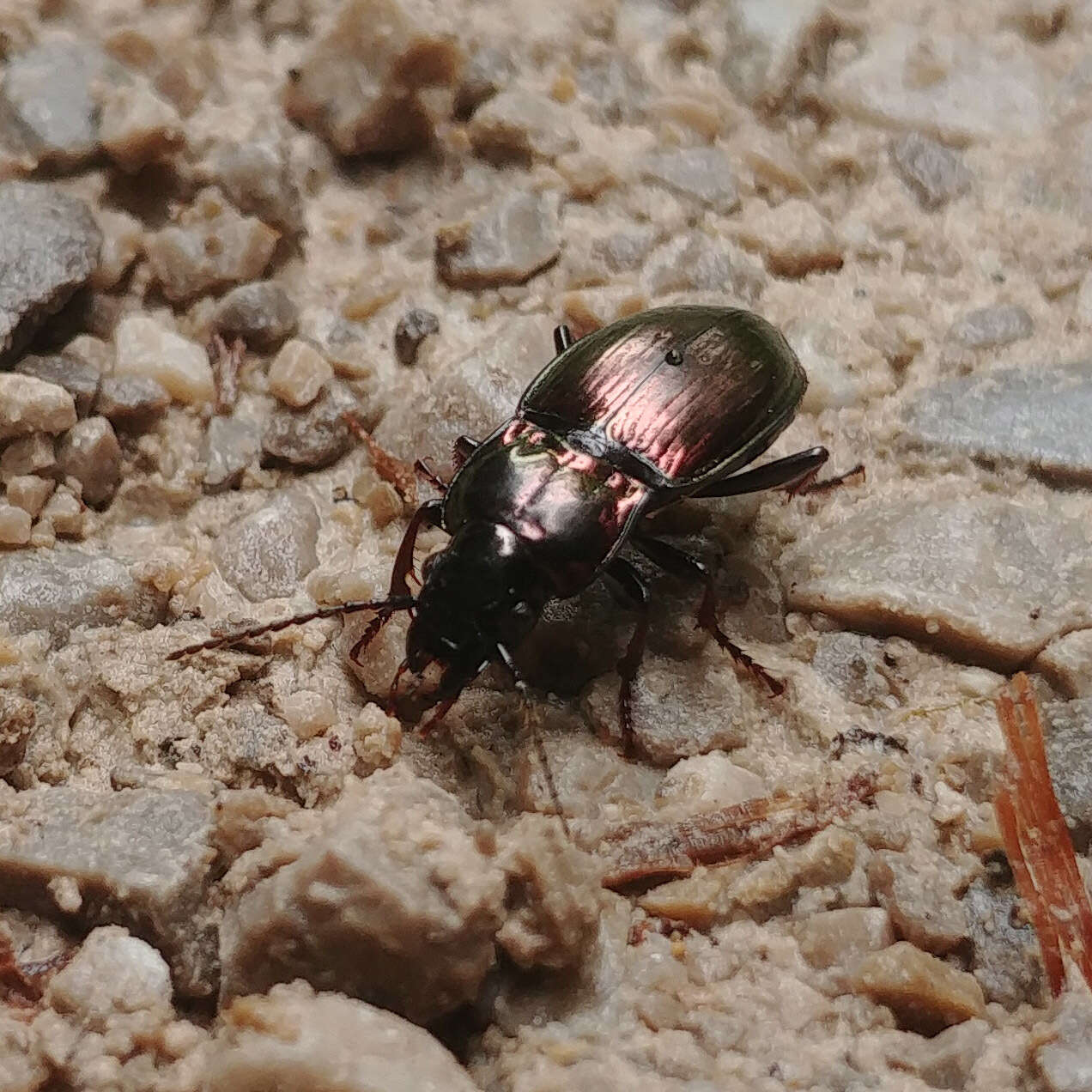 Image of Pterostichus (Cheporus) burmeisteri Heer 1837