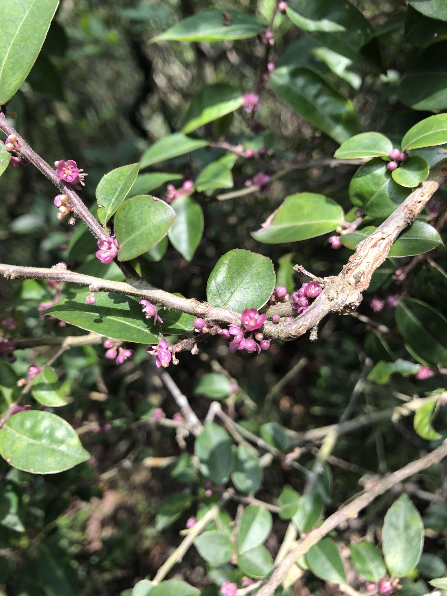 Слика од Ilex pubescens Hook. & Arn.