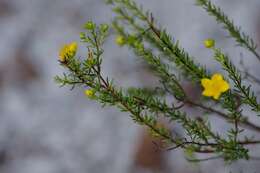 Image of Atlantic St. John's-Wort