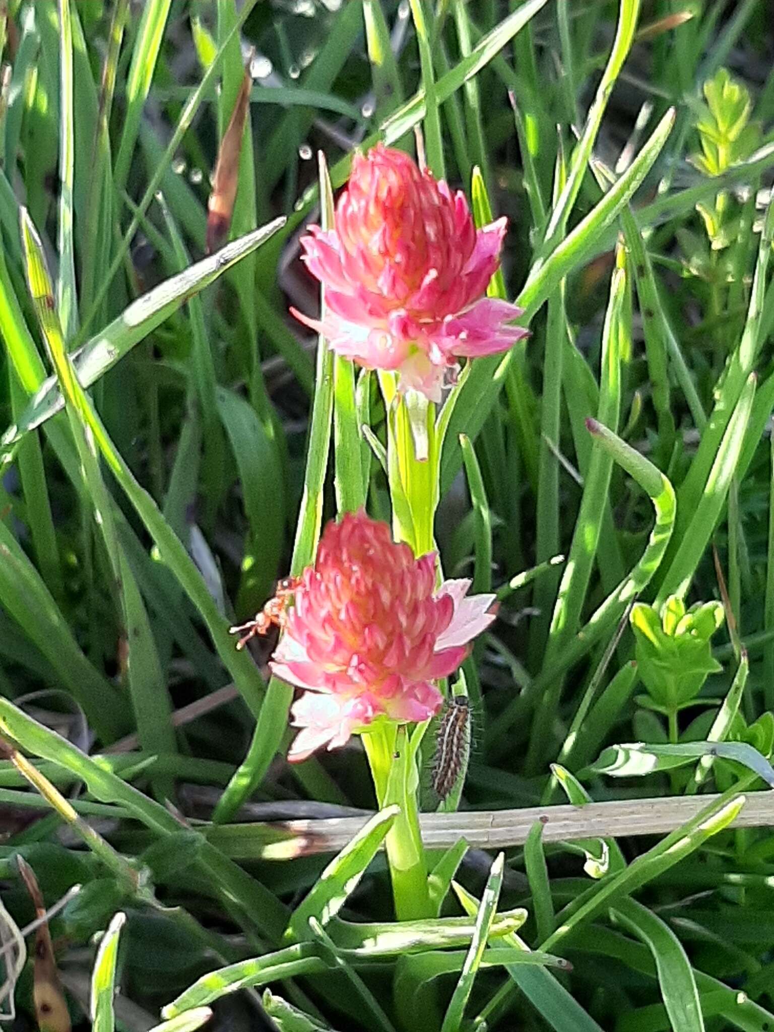 Слика од Gymnadenia corneliana (Beauverd) Teppner & E. Klein