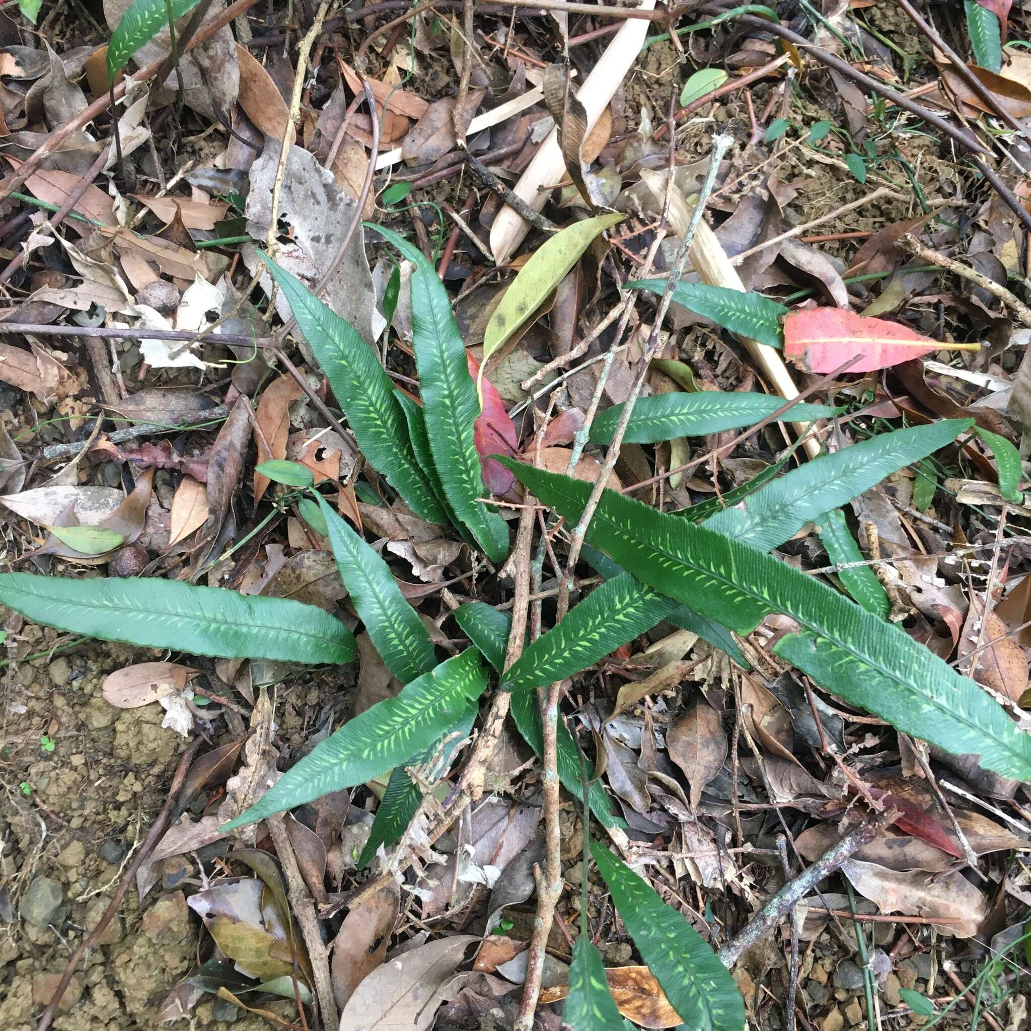 Image of Deparia lancea (Thunb. ex Murray) Fraser-Jenkins