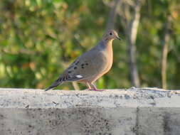 Imagem de Zenaida aurita (Temminck 1809)