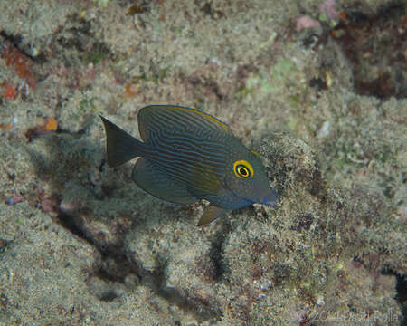 صورة Ctenochaetus strigosus (Bennett 1828)