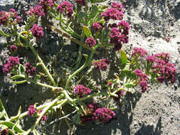 Cistanthe celosioides (Philippi) Carolin ex Hershkovitz resmi