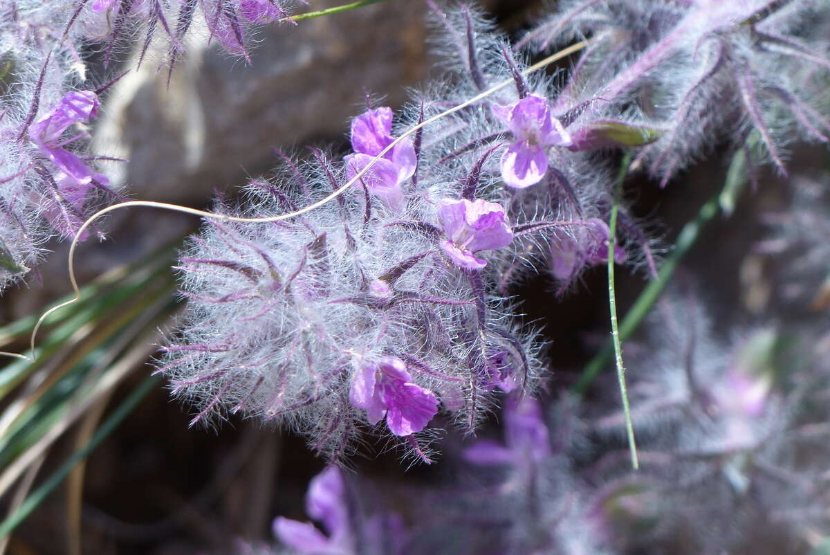 Image of Stachys lavandulifolia Vahl