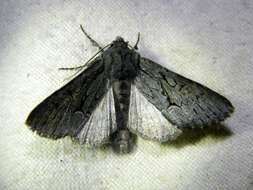 Image of Dark Grey Fishia Moth