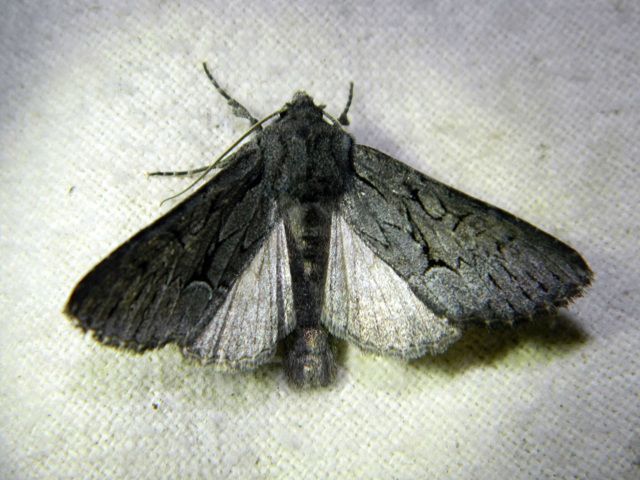 Image of Dark Grey Fishia Moth