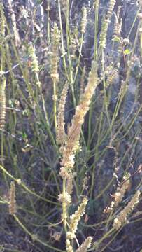 Image of white giant hyssop