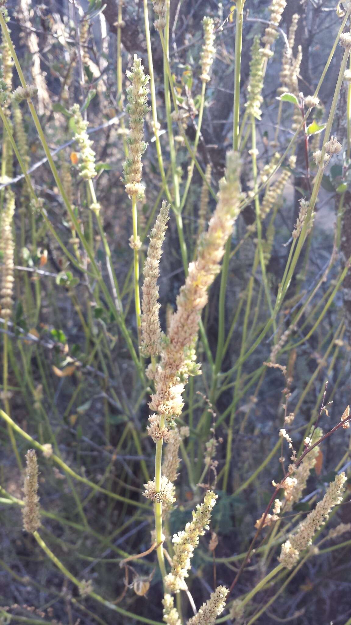 Image of Agastache micrantha var. micrantha