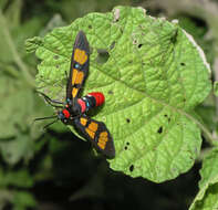 Image of <i>Euchromia elegantissima</i>