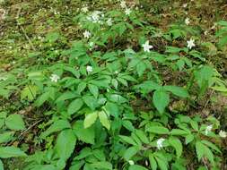 Imagem de Anemone trifolia subsp. trifolia