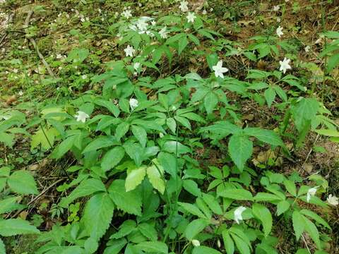 Image of Anemone trifolia subsp. trifolia