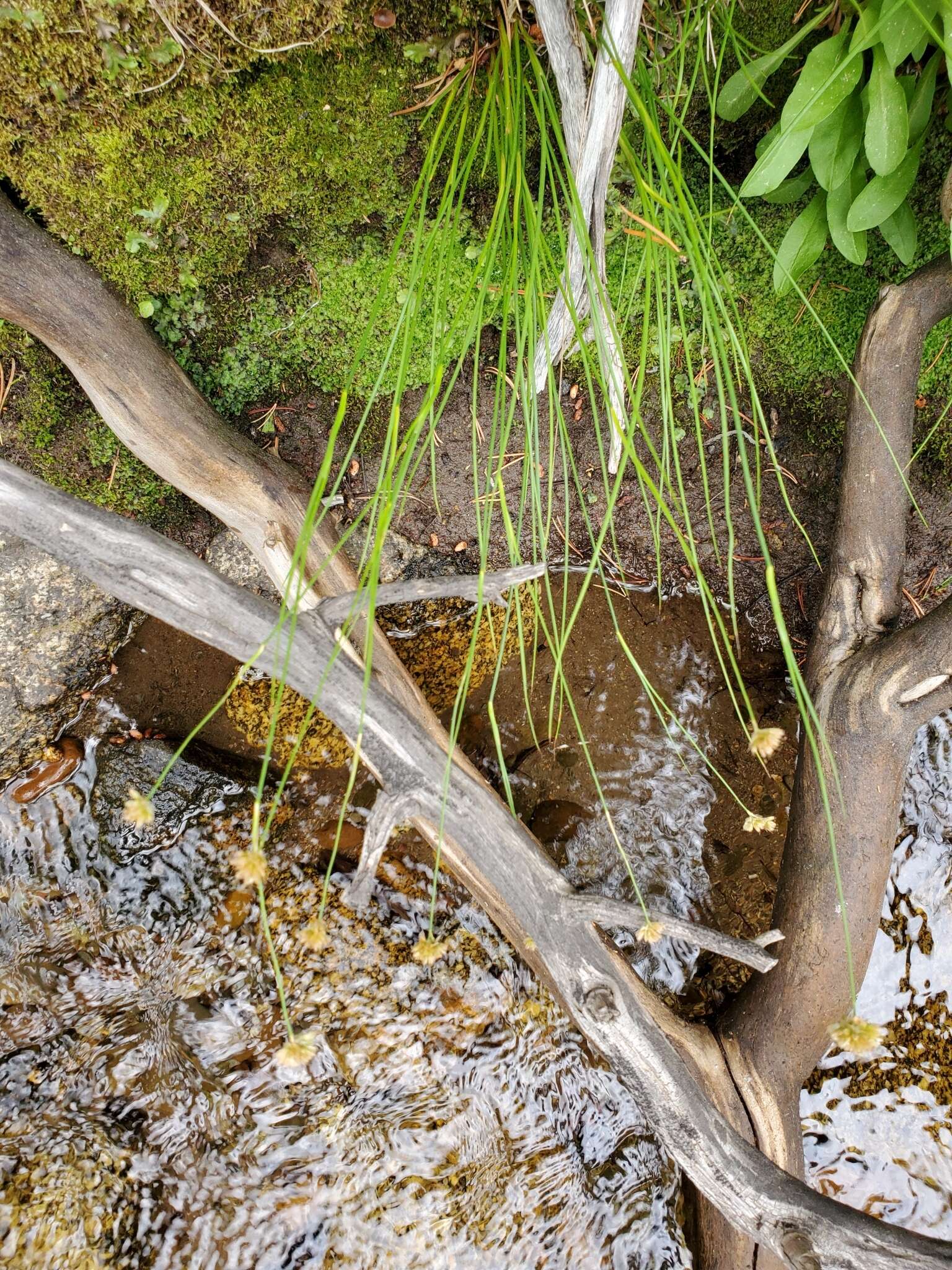 Image of Green-Head Rush