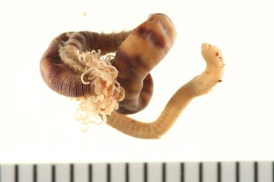 Image of <i>Polycirrus eximius</i> (Leidy 1855)