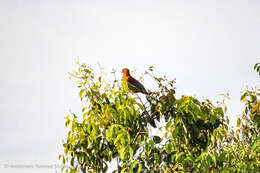 Image of Cinnamon-headed Green Pigeon