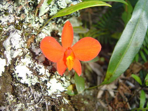 Image of Scarlet Cattleya