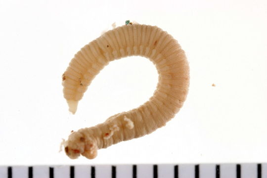 Image of <i>Polycirrus eximius</i> (Leidy 1855)