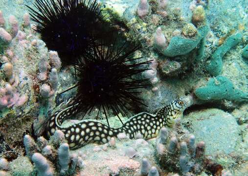 Image of Honeycomb Moray