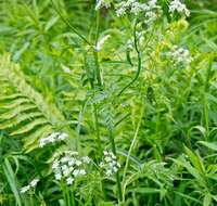 Imagem de Anthriscus sylvestris (L.) Hoffm.