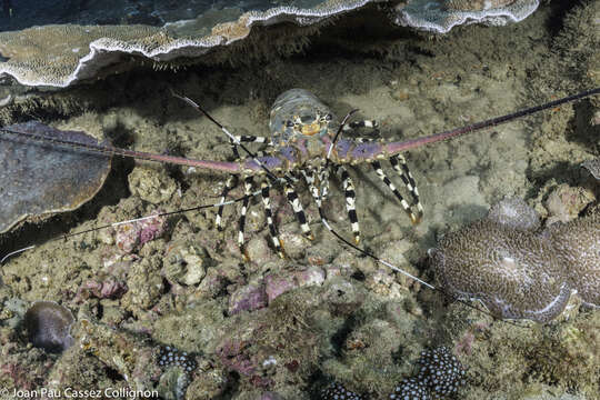 Image of Ornate Spiny Lobster