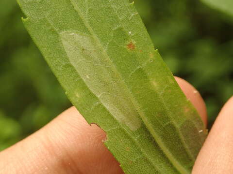 Image of Goldenrod Leaf Miner