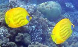 Image of Addis Butterflyfish