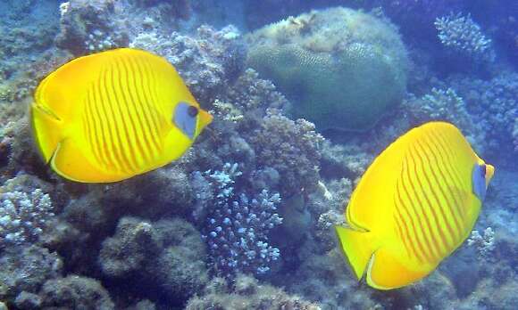 Image of Addis Butterflyfish