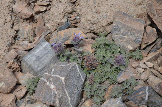 Image of Nepeta longibracteata Benth.