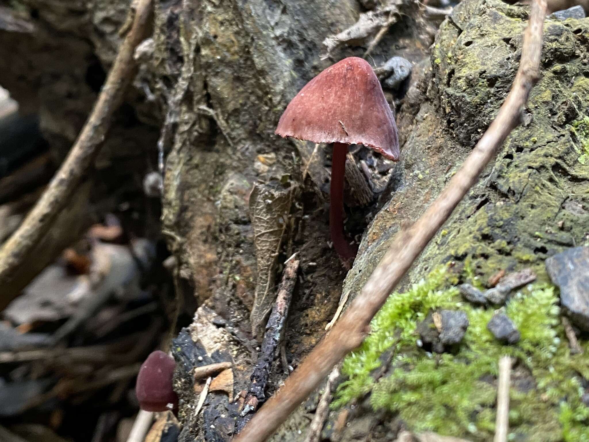 Plancia ëd Mycena mariae G. Stev. 1964