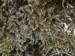 Image of hypnum moss