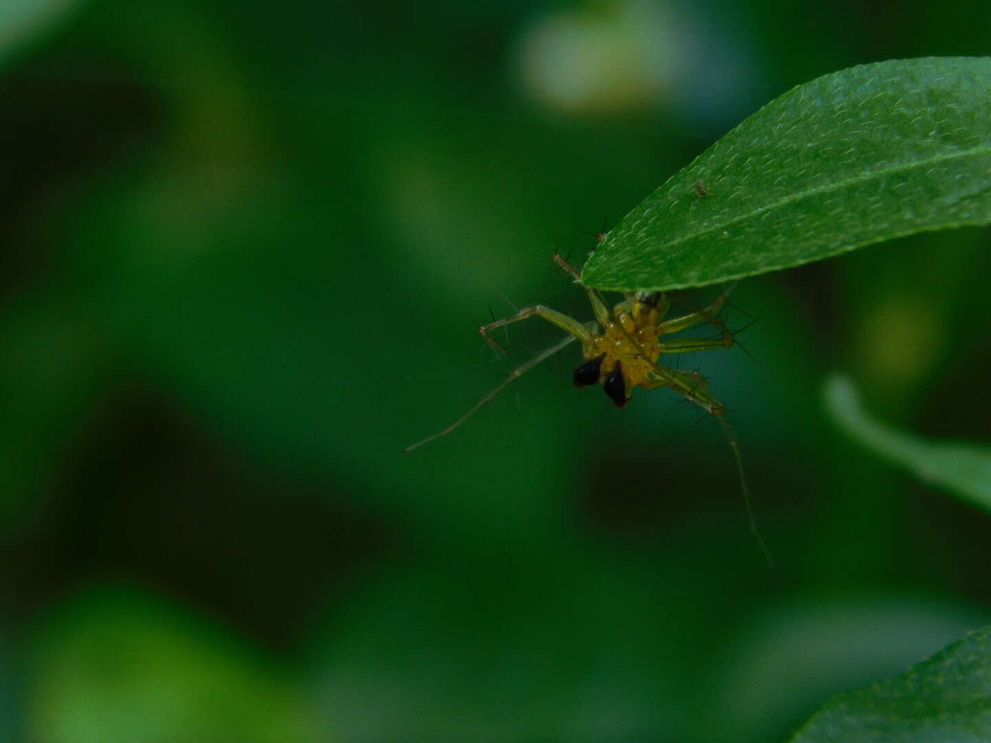 Sivun Oxyopes javanus Thorell 1887 kuva