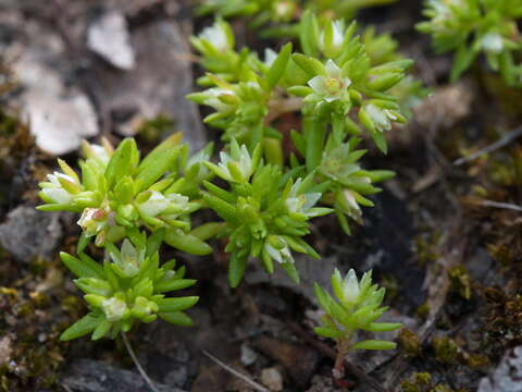 Imagem de Crassula helmsii (Kirk) A. Berger