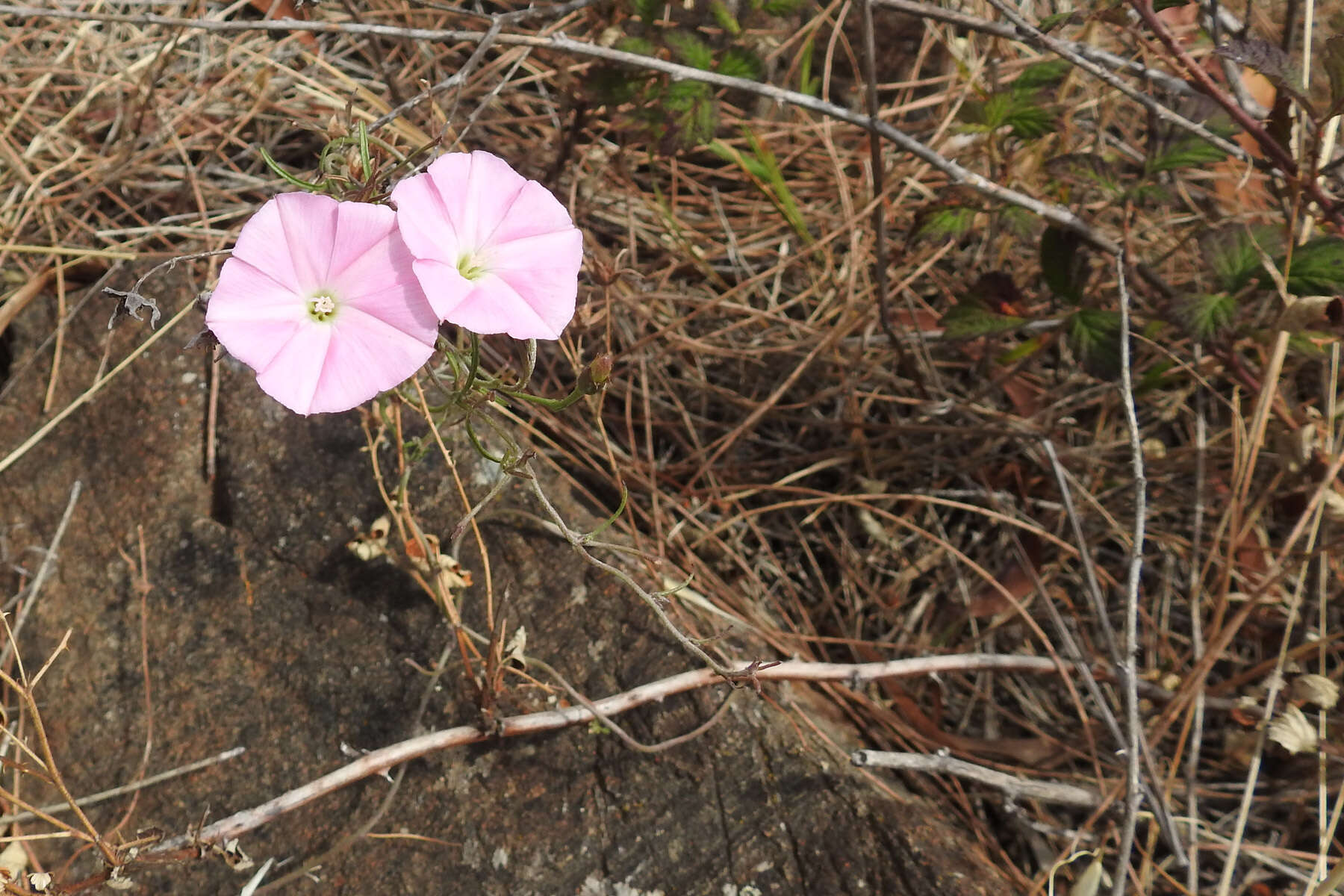 Image de Convolvulus erubescens Sims