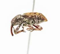 Image of Sitka spruce weevil