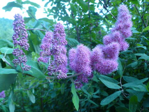 Image of Douglas spirea