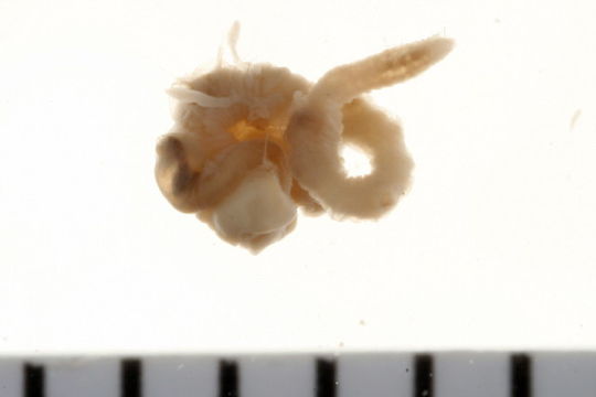 Image of <i>Polycirrus eximius</i> (Leidy 1855)